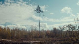 Arbres