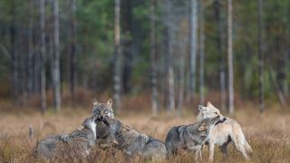 L'affût aux loups